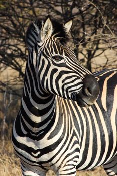 A healthy African plains zebra (Equus quagga) in its natural habitat, Marble Hall, South Africa