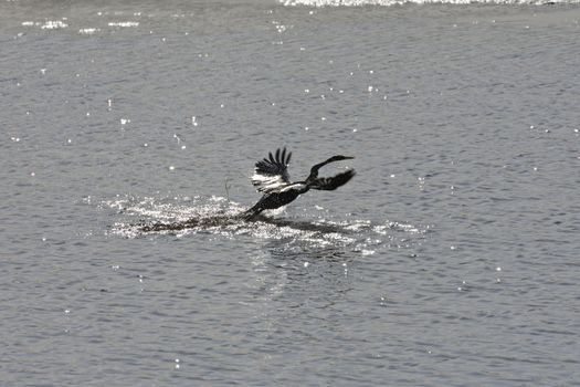 An African darter (Anhinga rufa) takes flight from a river estuary water surface at daybreak, Mossel Bay, South Africa