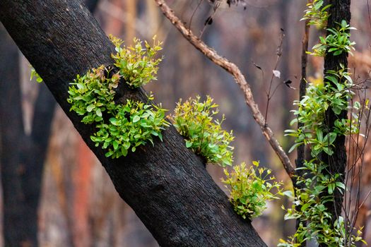 Hardy Australian gum trees recovering just weeks after bush fires.  Green leaves and tender branches.  shallow depth of field