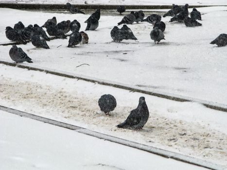 Pigeons sit in the snow in winter, it's snowing. The birds were cold and hungry.