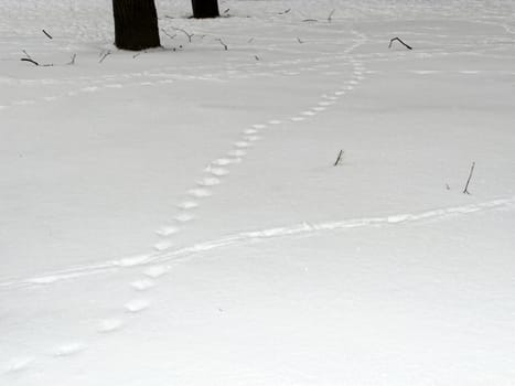 Tracker and footprints in the snow. Winter nature. Copy space for text.