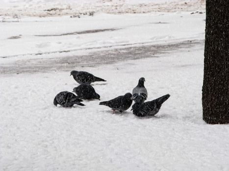 Pigeons sit in the snow in winter, it's snowing. The birds were cold and hungry.