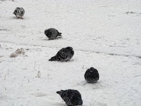 Pigeons sit in the snow in winter, it's snowing. The birds were cold and hungry.