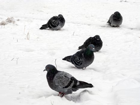 Pigeons sit in the snow in winter, it's snowing. The birds were cold and hungry.