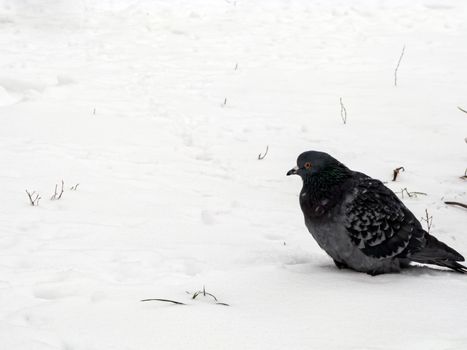 Pigeons sit in the snow in winter, it's snowing. The birds were cold and hungry.