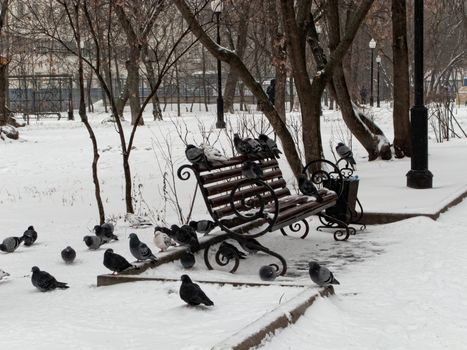 Pigeons sit in the snow in winter, it's snowing. The birds were cold and hungry.