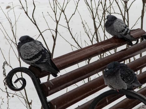 Pigeons sit in the snow in winter, it's snowing. The birds were cold and hungry.