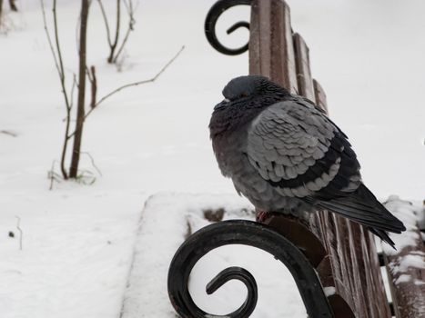 Pigeons sit in the snow in winter, it's snowing. The birds were cold and hungry.