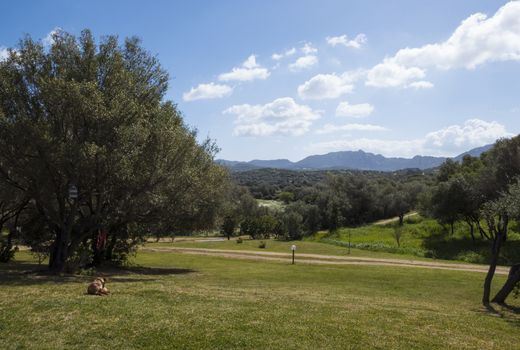 the landscape of sardinia with olive trees mountains and beautiful views