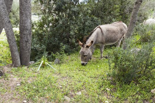 A portrait of a donkey in Sardinia in the wild between trees and other nature