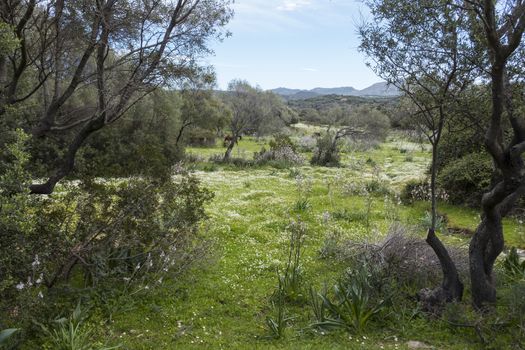 the landscape of sardinia with olive trees and many white flowers in the grass and mountains and beautiful views