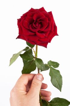 beautiful red rose on a white background 