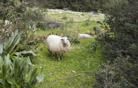   sardinia sheep with white flowers in the green grass in the landscape and nature of sardegna or sadinia