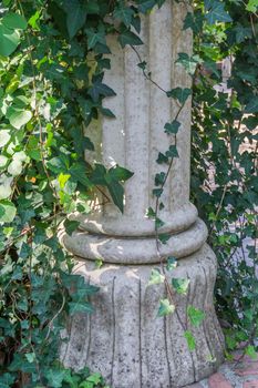 beautiful garden decorative greek roman stone historical pillar overgrown with ivy background decoration