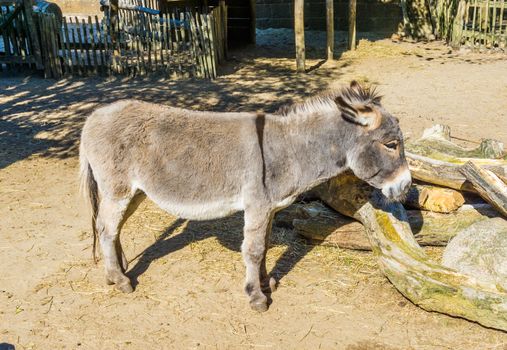 Cute small brown grey asian donkey closeup animal portrait