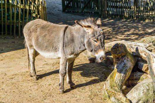 adorable little brown grey asian donkey in close up beautiful animal portrait