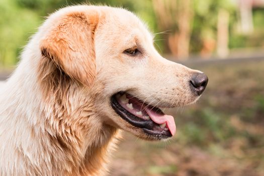 golden dogSide view of golden dog