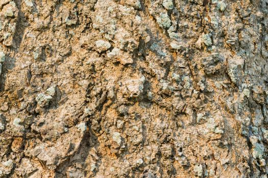haulm of tree with green background