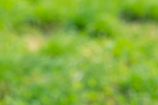 Green blurred background