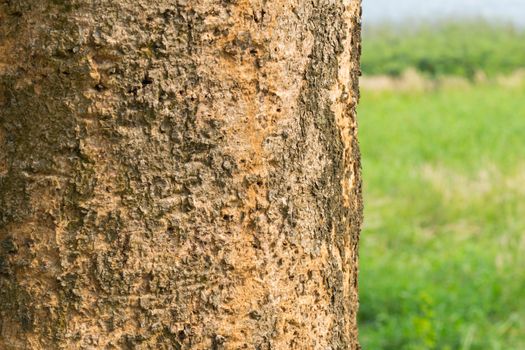 haulm of tree with green background