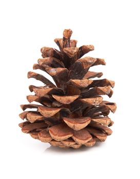 Single pine cone isolated on white background