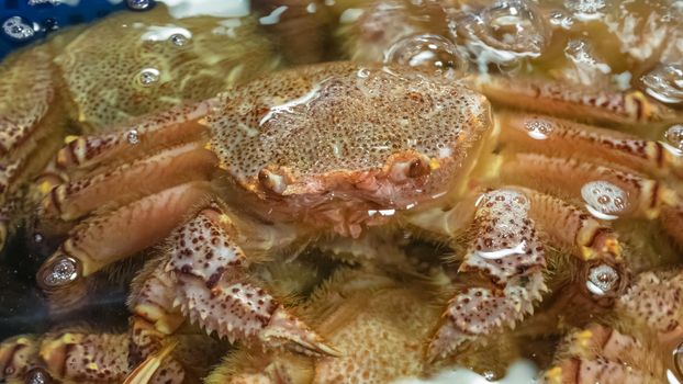 The close up of Deep sea crab (Seafood) in water at Taipei fish market, Taiwan.