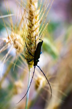 Small insect on the ears of barley, selective focus