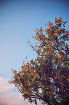 Beautiful top of a yellowing single with autumn colors and clear blue sky with pink clouds.