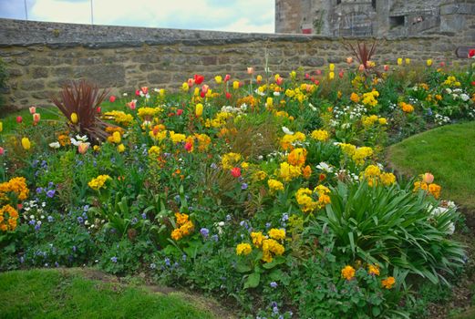 Various different blooming plants on lawn and stone wall behind