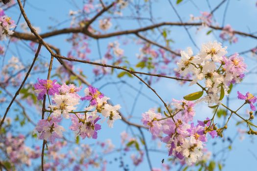 Flowers on a tree, called Lagerstroemia speciosa or tabak in Thailand