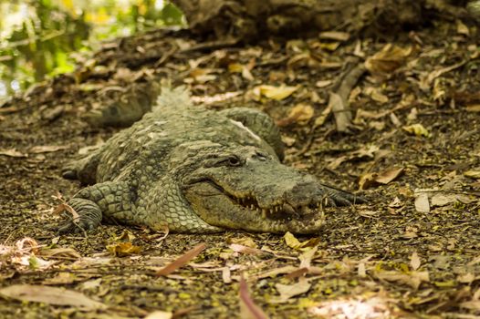 A crocodile basks in the heat of Gambia, West Africa. Natural, green.