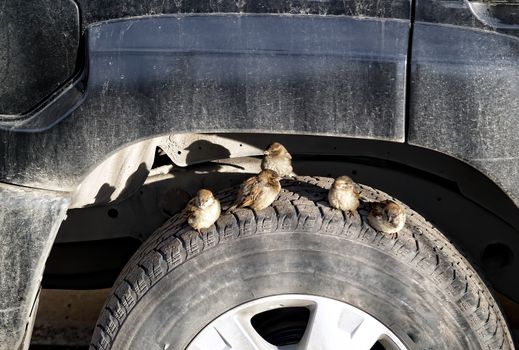 Little fluffy sparrows on the wheel of a car bask under the spring sun. Spring city scene. Bird wildlife scene.