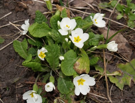 Common primrose blooming flowers in early spring. Primrose grows in the forest, close-up. Primula vulgaris. White primrose flowers in the meadow.