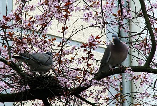 couple of pigeons have nested on a branch of cherry blossoms, blooming pink flowers. Cityscape. Bonn, Germany.