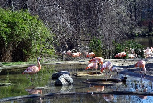 Pink Caribbean flamingos, Phoenicopterus ruber ruber, walks on water. Beautiful graceful birds. Sunny spring day.