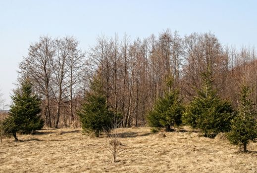 Awakening of nature in early spring, green fluffy Christmas trees against last year's yellow grass, March thaw