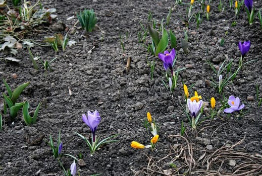 The first days of spring, the awakening of nature after winter. The earliest spring flowers are crocuses that bloom in the garden after snow melts.