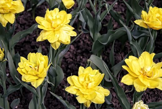 Beautiful yellow tulips with green leaves. Spring flowers bloom in the garden. Natural floral background.