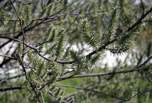 Fresh green spring nature. Young leaves appear on tree branches. Trekking on a warm April day.