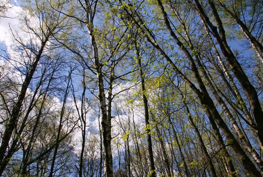 Fresh green spring nature. Young leaves appear on tree branches. Trekking on a warm April day.