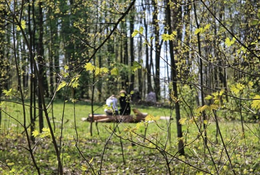 Fresh green spring nature. Young leaves appear on tree branches. Trekking on a warm April day.