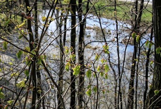 Fresh green spring nature. Young leaves appear on tree branches. Trekking on a warm April day.