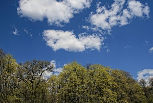 Fresh green spring nature. Young leaves appear on tree branches. Trekking on a warm April day.