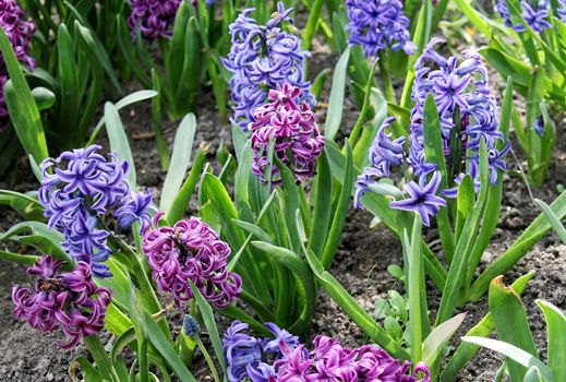 Group of beautiful multicolored hyacinths. Early spring hyacint plant as background or card for womens or mothers day
