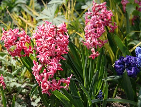 Group of beautiful multicolored hyacinths. Early spring hyacint plant as background or card for womens or mothers day