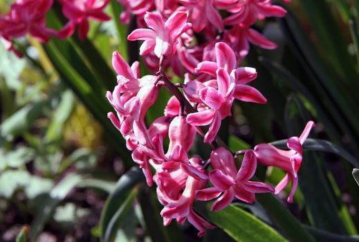 Macro of purple hyacinth flower in spring garden. Early spring hyacint plant as background or card for womens or mothers day