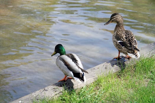 A male and female spiny duck stand near a pond with green water on a sunny spring day. The life of birds in the wild.