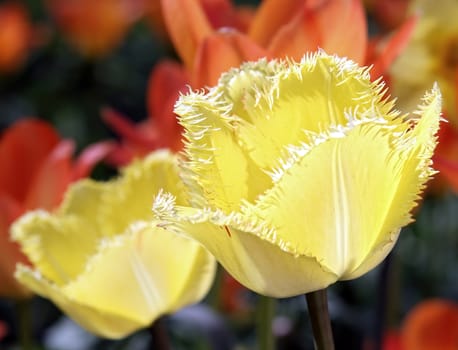 Beautiful yellow tulips with green leaves. Spring flowers bloom in the garden. Natural floral background.