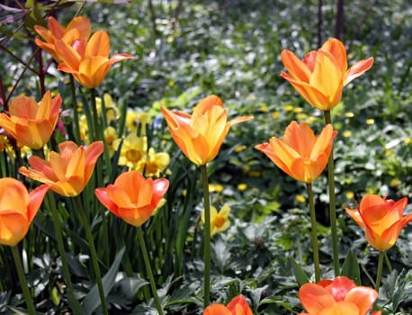 Beautiful orange tulips with green leaves. Spring flowers bloom in the garden. Natural floral background.