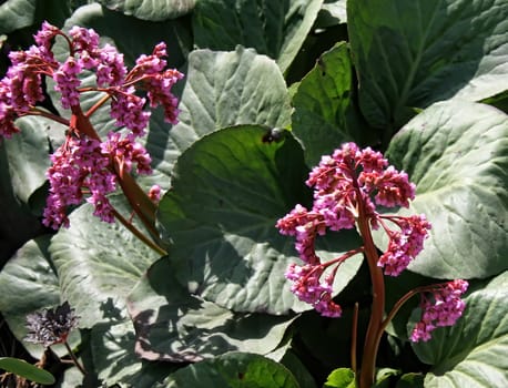 Close up of a blooming Bergenia crassifolia, also known as heartleaf bergenia, elephant-ears, badan, pigsqueak, Siberian or Mongolian tea.